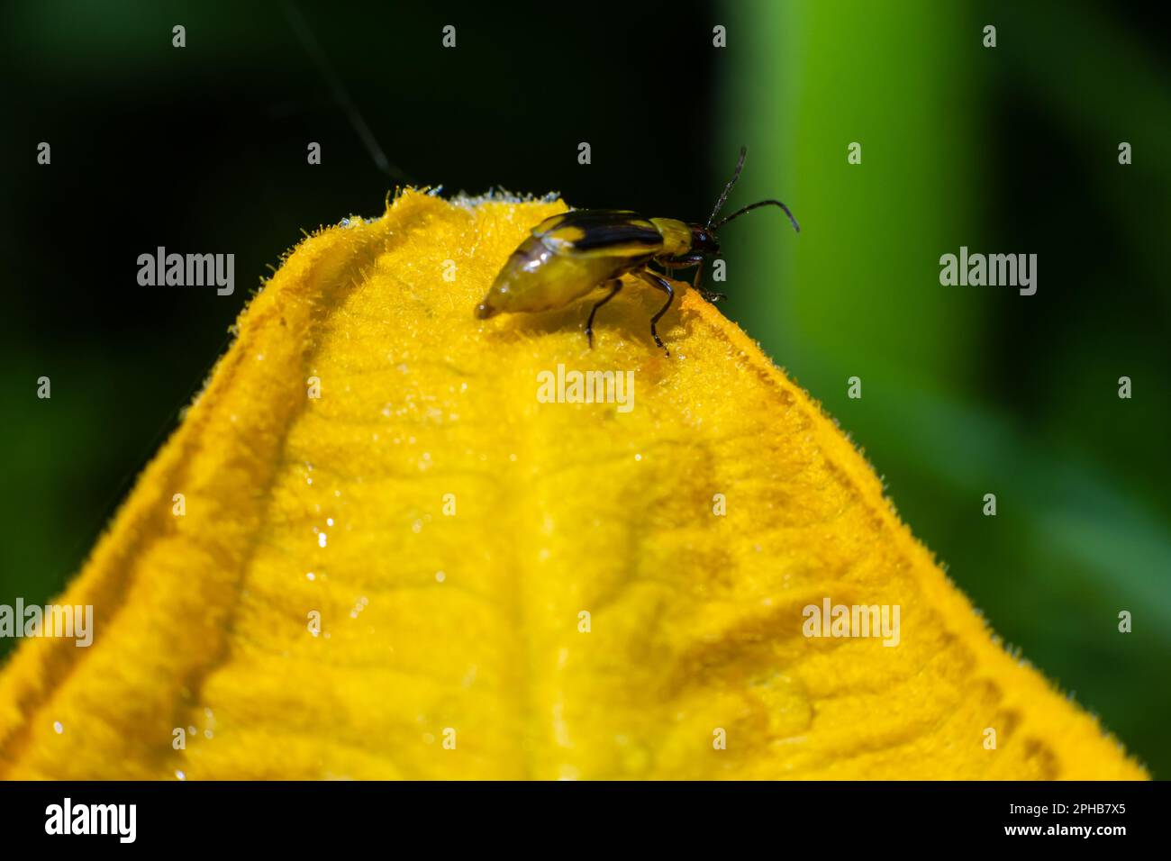The plant is a harmful insect Western corn beetle Diabrotica