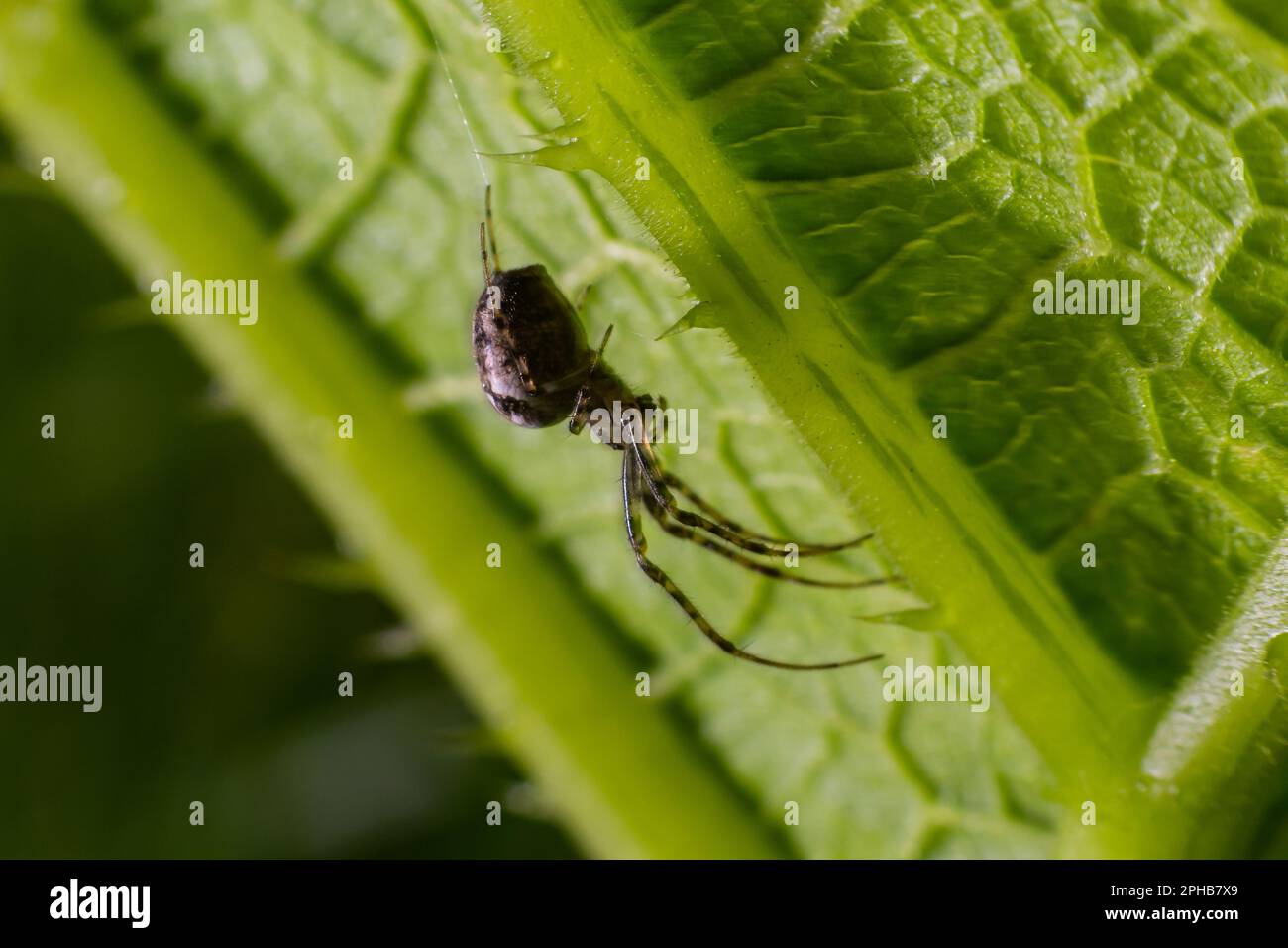 Nice macro image of a spider web sitting on its web with a blurred ...