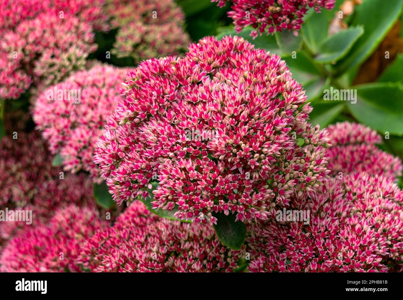 Beautiful purple sedum flowers in the autumn garden. Stock Photo