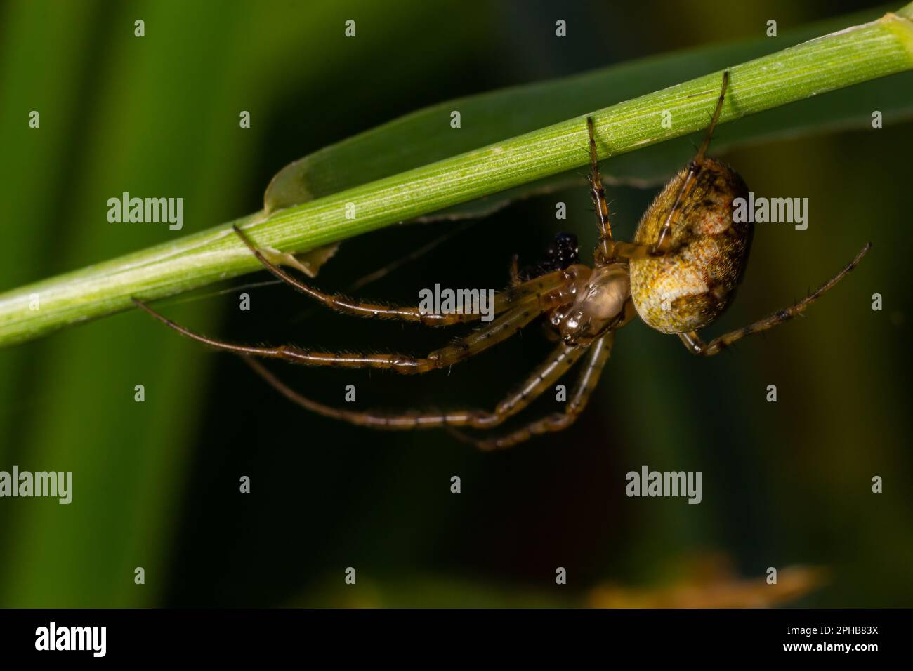Nice macro image of a spider web sitting on its web with a blurred ...