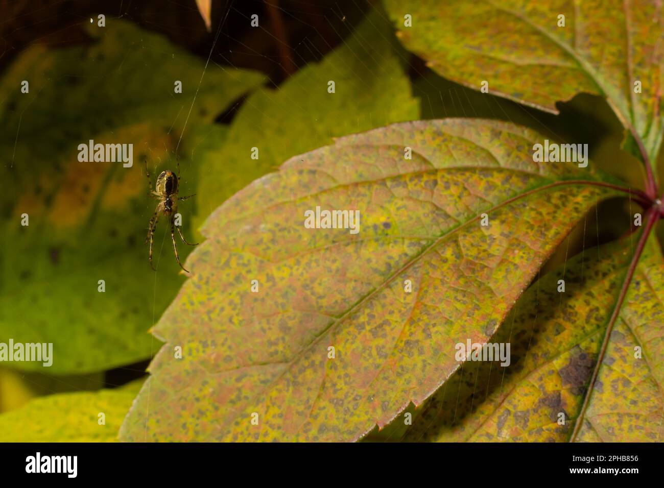 Nice macro image of a spider web sitting on its web with a blurred ...