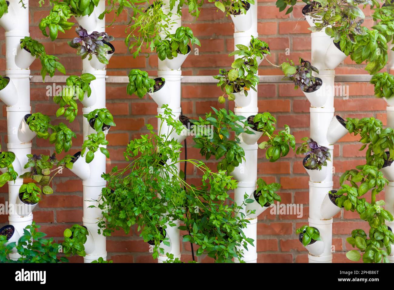 Vertical hydroponic system with aromatic herbs, basil, prezemulus