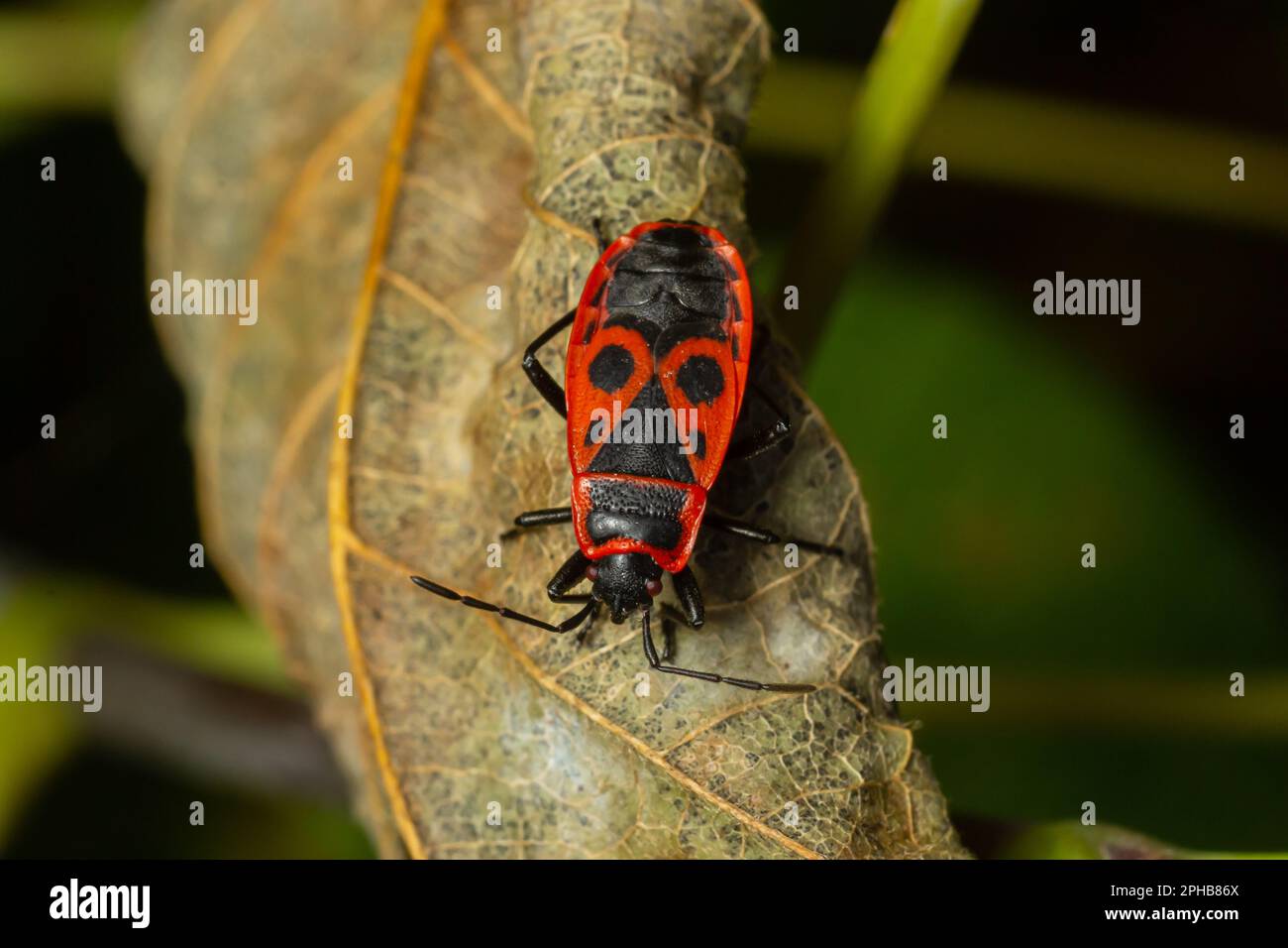 Natural closeup on the red firebug, Pyrrhocoris apterus sitting on a leaf in the garden. Stock Photo