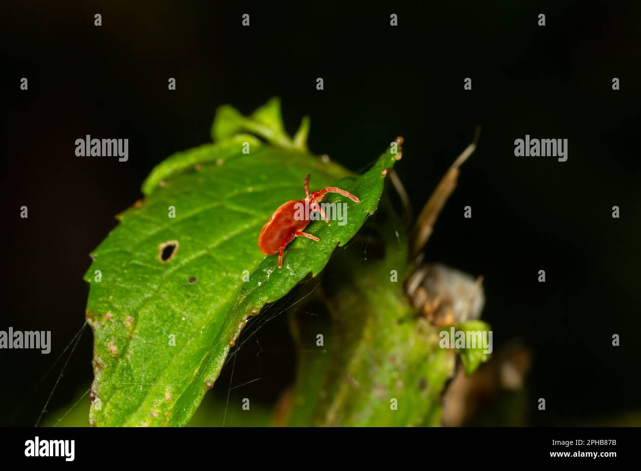 Close up macro Red velvet mite or Trombidiidae in natural environment. Stock Photo