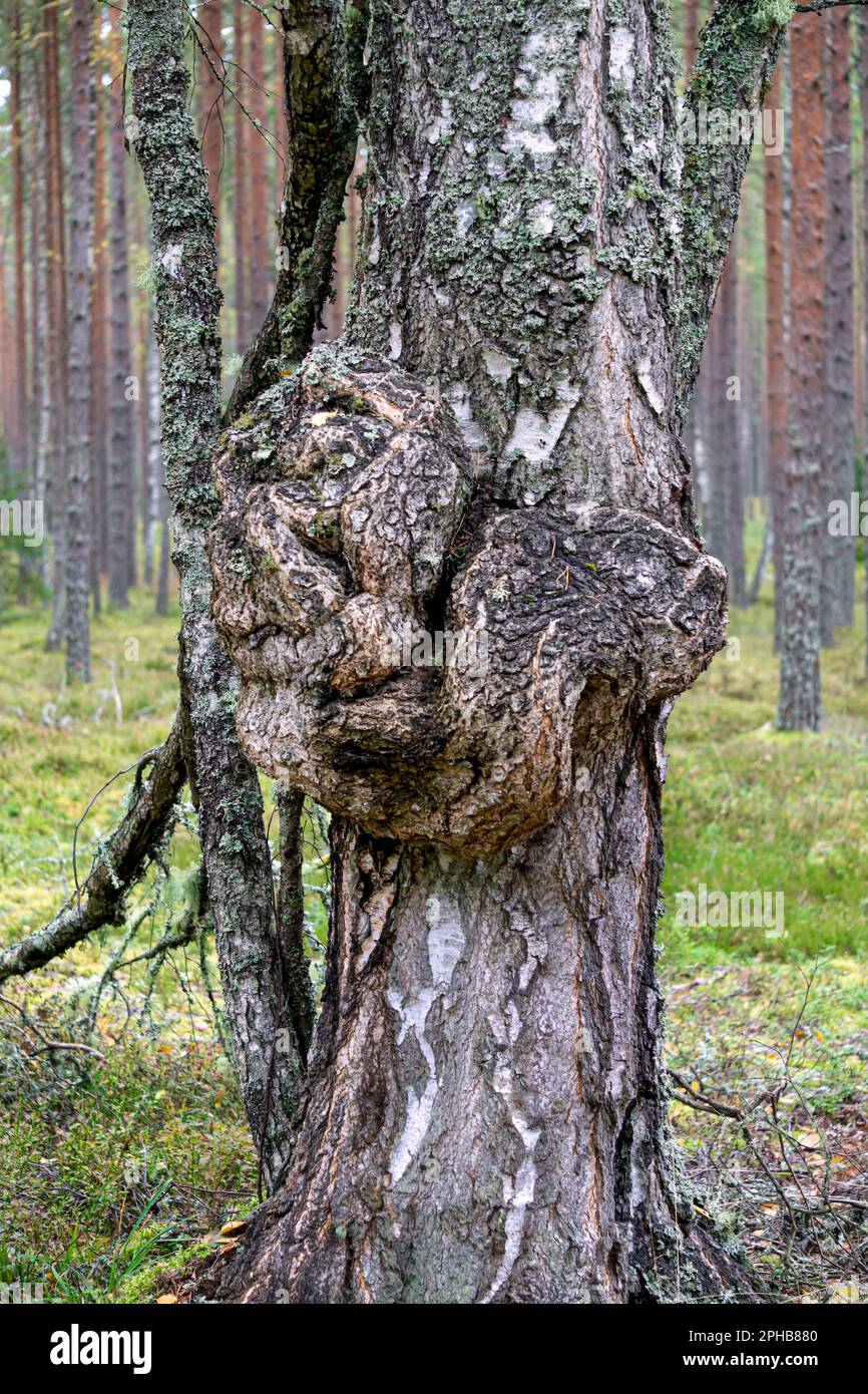 A large growth of suvel on a birch in the forest. Stock Photo
