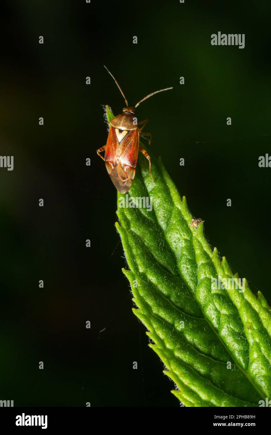 Close-up photograph under artificial light of a specimen of the dark-skinned bug Lygus lineolaris standing on a green leaf against a dark background. Stock Photo