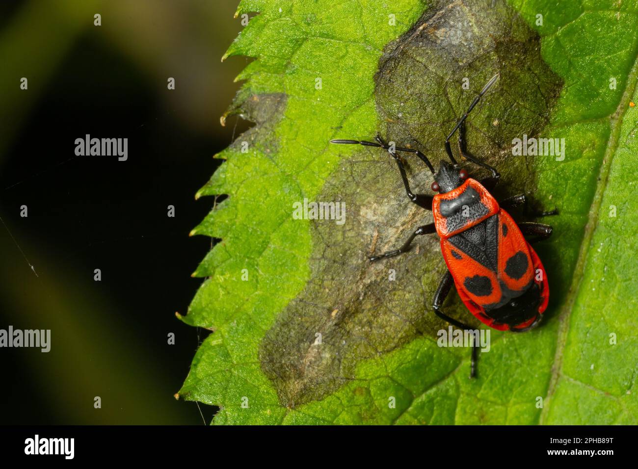 Natural closeup on the red firebug, Pyrrhocoris apterus sitting on a leaf in the garden. Stock Photo