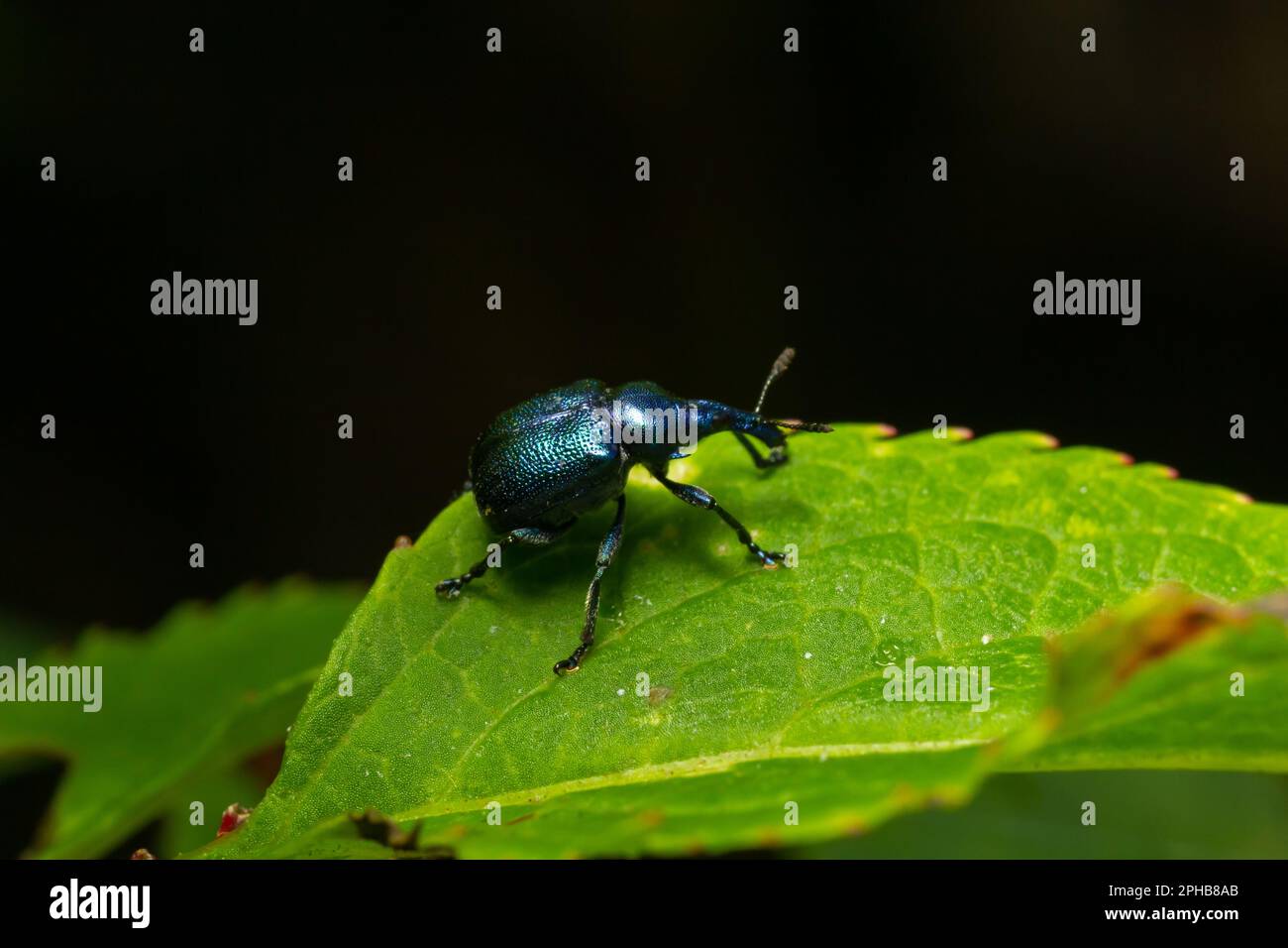 Weevil Beetle Rhynchites bacchus on a green leaf. Pest for fruit trees. a problem for gardeners and farmers. Stock Photo