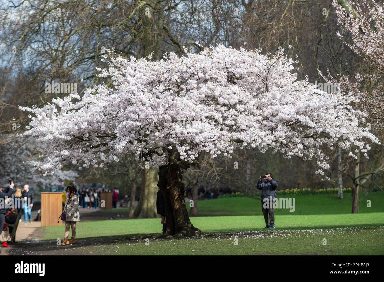 London, UK. 27 March 2023.  People view blossom flowering in St. James’s Park.  According to the Royal Horticultural Society (RHS), trees will be abundant with blossom this spring because of the perfect conditions last year for bud formation, and also because early flowering has been prevented by the cold this February.  Credit: Stephen Chung / Alamy Live News Stock Photo