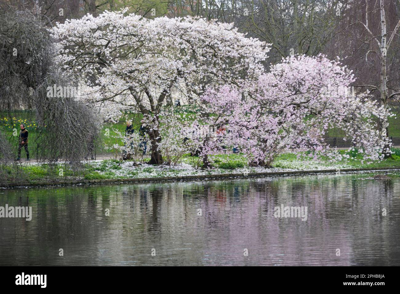 London, UK. 27 March 2023.  People pass blossom flowering in St. James’s Park.  According to the Royal Horticultural Society (RHS), trees will be abundant with blossom this spring because of the perfect conditions last year for bud formation, and also because early flowering has been prevented by the cold this February.  Credit: Stephen Chung / Alamy Live News Stock Photo