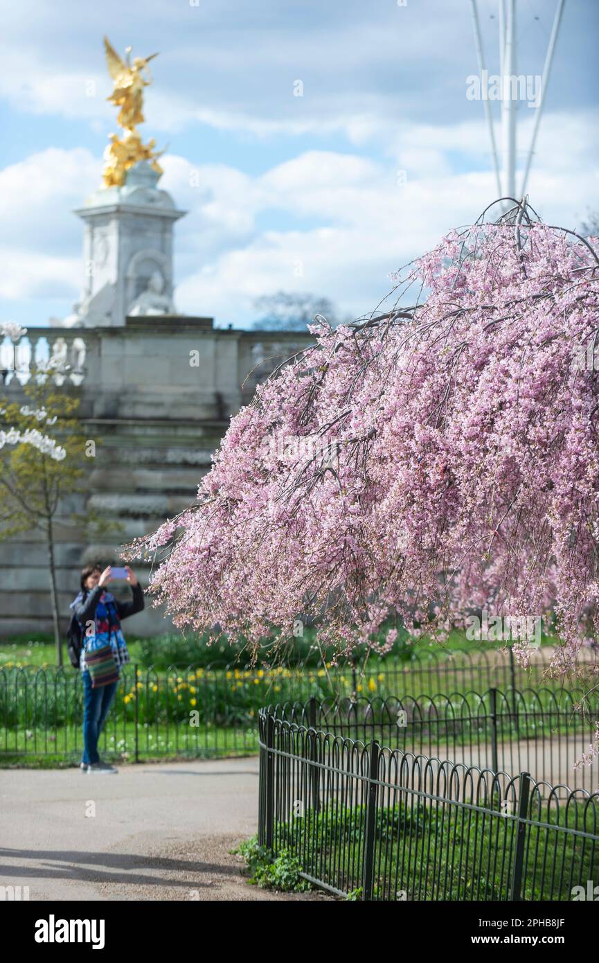 London, UK. 27 March 2023.  A person views blossom flowering in St. James’s Park.  According to the Royal Horticultural Society (RHS), trees will be abundant with blossom this spring because of the perfect conditions last year for bud formation, and also because early flowering has been prevented by the cold this February.  Credit: Stephen Chung / Alamy Live News Stock Photo