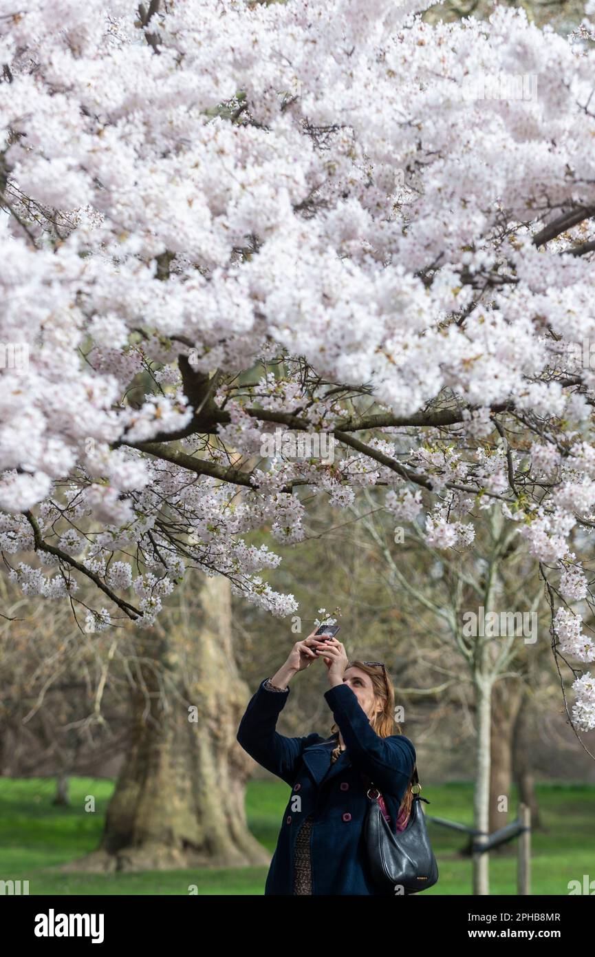 London, UK. 27 March 2023.  A woman views blossom flowering in St. James’s Park.  According to the Royal Horticultural Society (RHS), trees will be abundant with blossom this spring because of the perfect conditions last year for bud formation, and also because early flowering has been prevented by the cold this February.  Credit: Stephen Chung / Alamy Live News Stock Photo