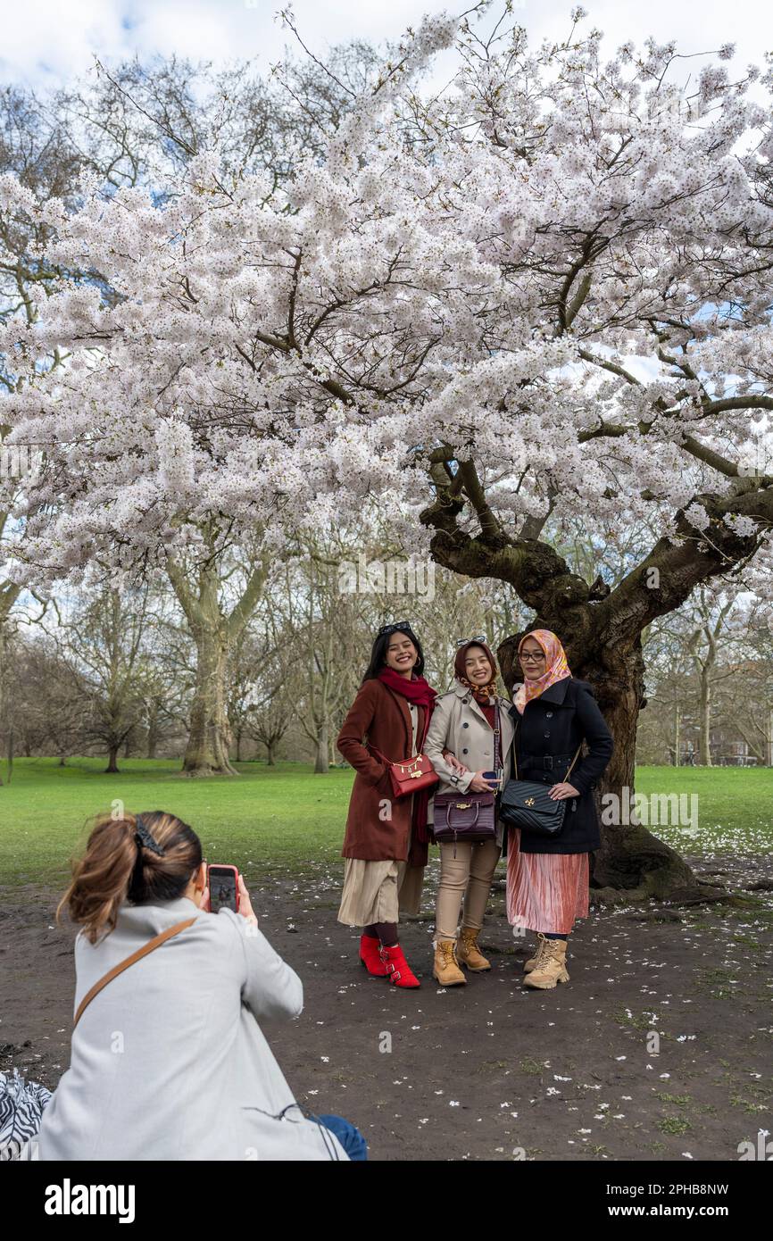 London, UK. 27 March 2023.  Tourists have their photo taken with blossom flowering in St. James’s Park.  According to the Royal Horticultural Society (RHS), trees will be abundant with blossom this spring because of the perfect conditions last year for bud formation, and also because early flowering has been prevented by the cold this February.  Credit: Stephen Chung / Alamy Live News Stock Photo