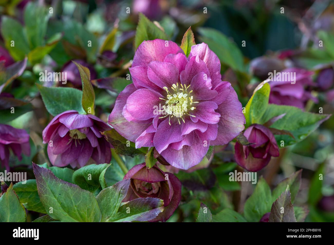 Lenten rose Helleborus x hybridus ‘Double Ellen Pink’ Stock Photo