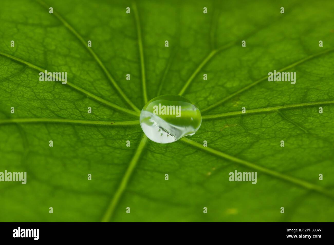 Lotuseffekt, Wassertropfen auf grünem Blatt, Lotus effect, water drops on green leaf Stock Photo