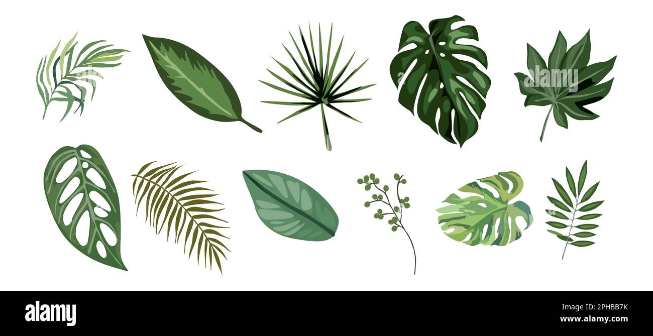 Tropical different type exotic leaves vector set Stock Vector Image ...