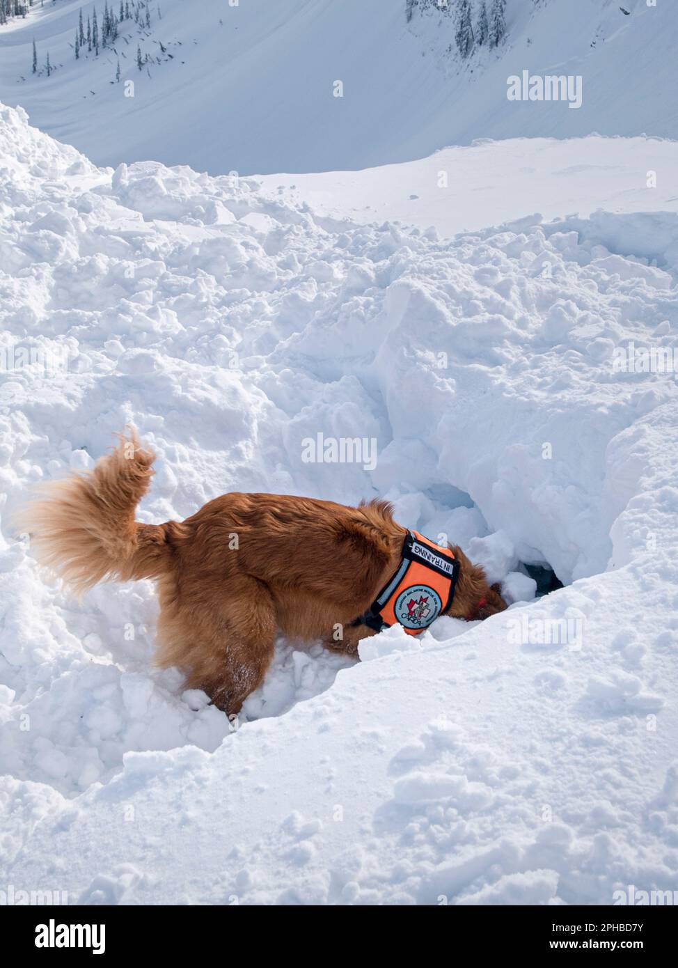 Avalanche rescue dog digs to find victim. Fernie, British Columbia