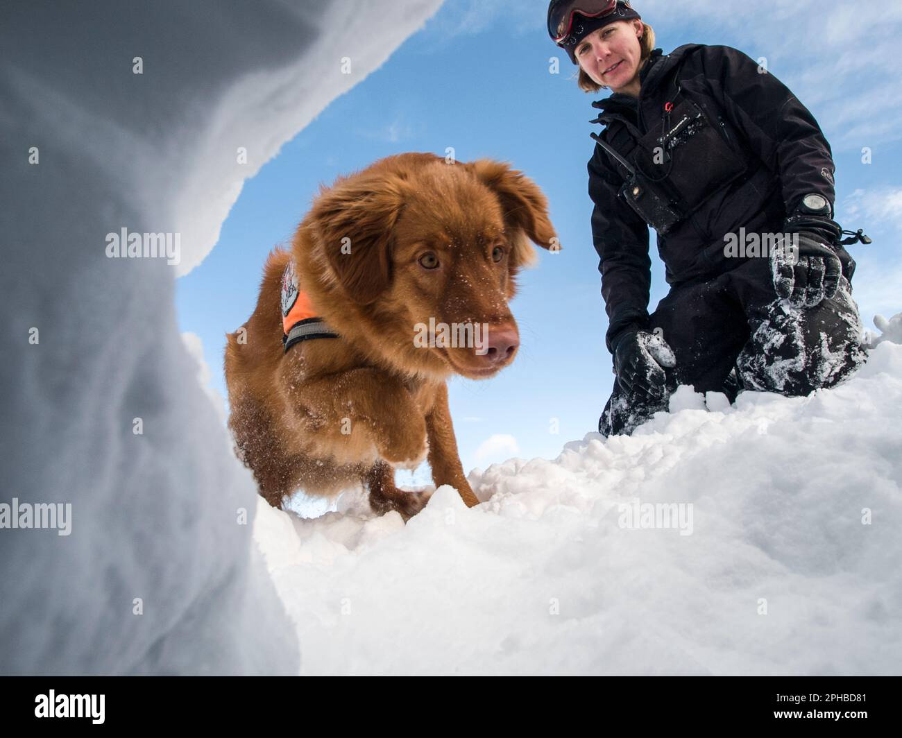 Avalanche rescue dog digs to find victim. with trainer. Fernie, British