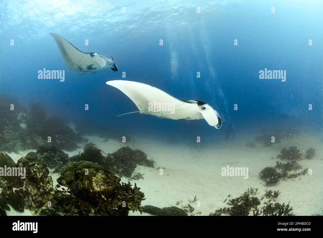 Two Reef Manta Rays flying in the blue Stock Photo