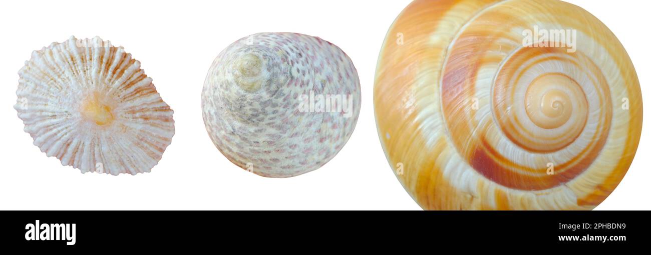 seashell and snail shells, close up, isolated on white Stock Photo - Alamy