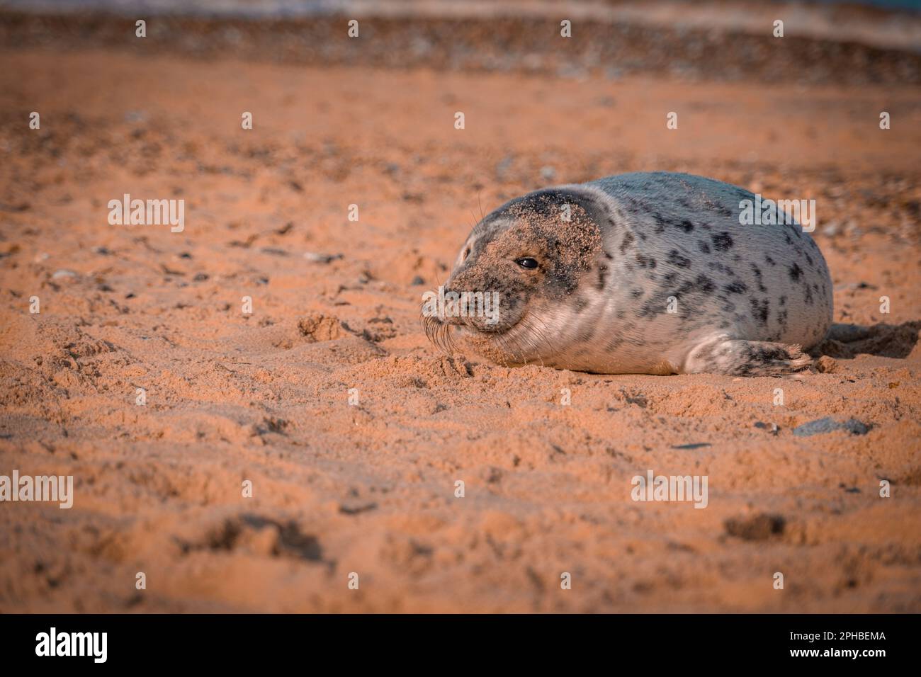A cute seal resting on a sandy beach Stock Photo - Alamy