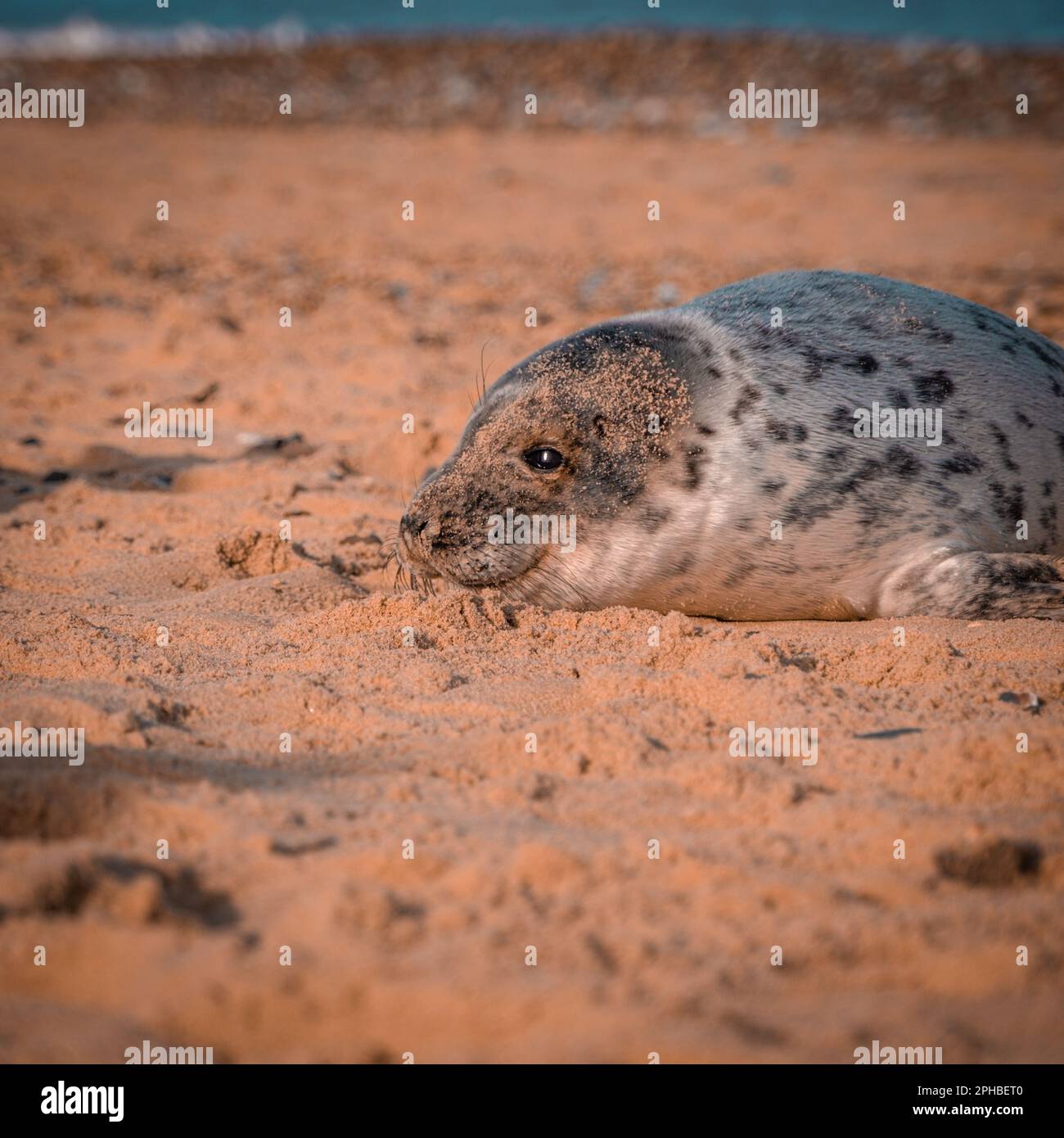 A seal sunbathing on a sandy beach, with a calm ocean in the background ...