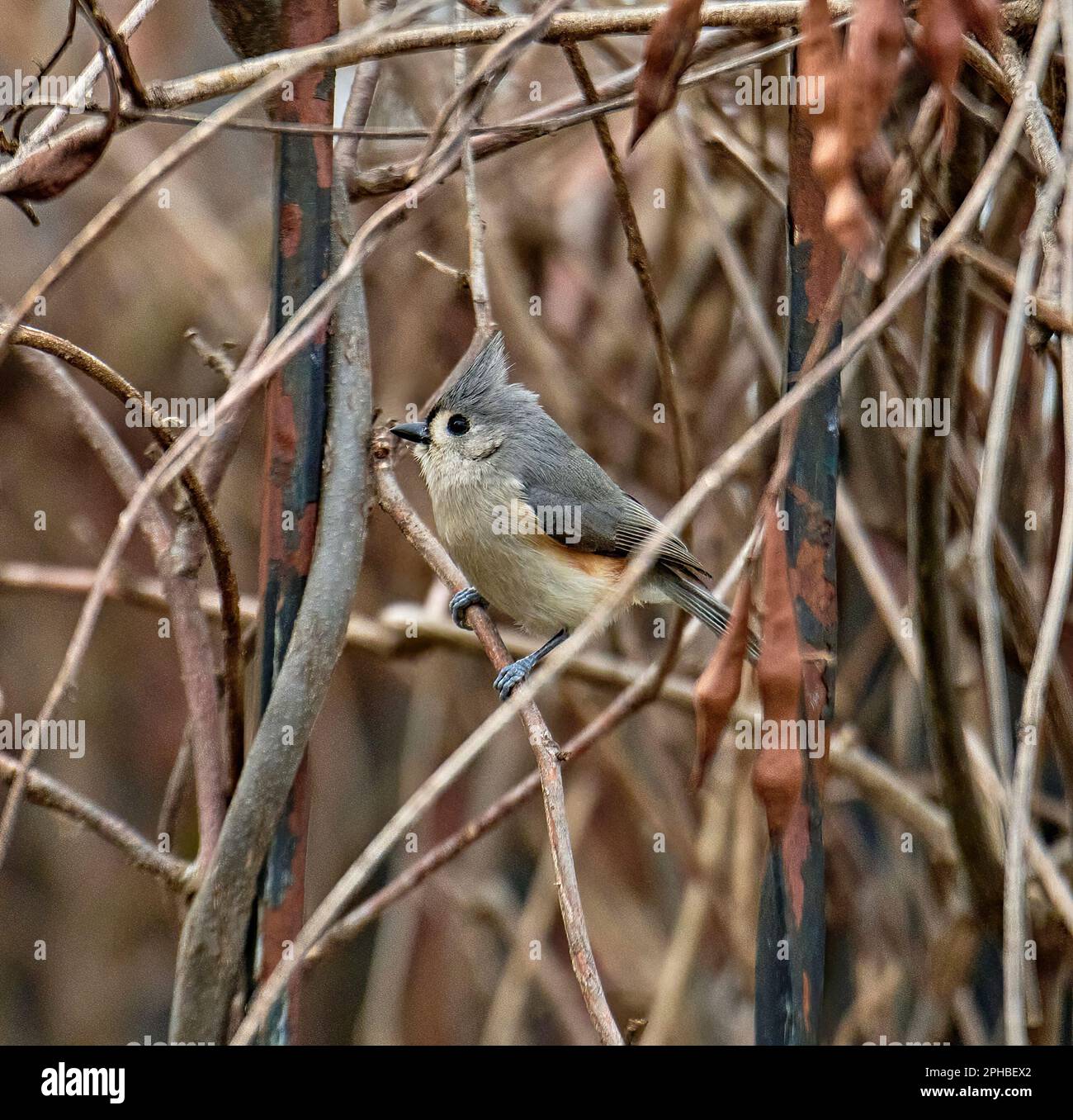 Tufted Titmouse is a small songbird from North America. These small birds have a white front and grey upper body outlined with rust colored flanks. Stock Photo