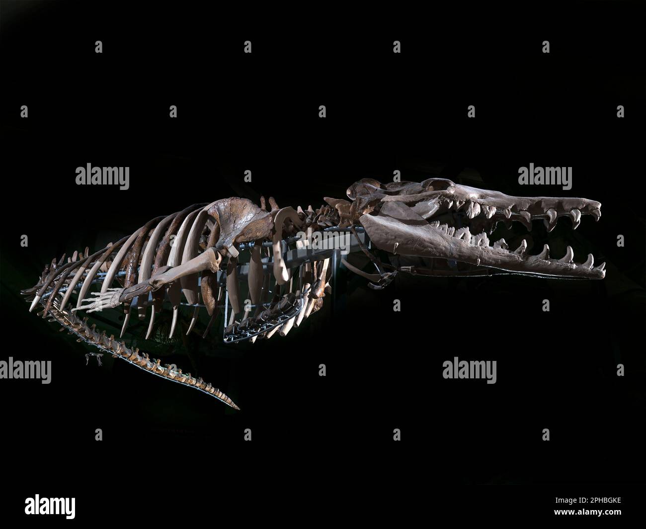 Basilosaurus skeleton vrogue co
