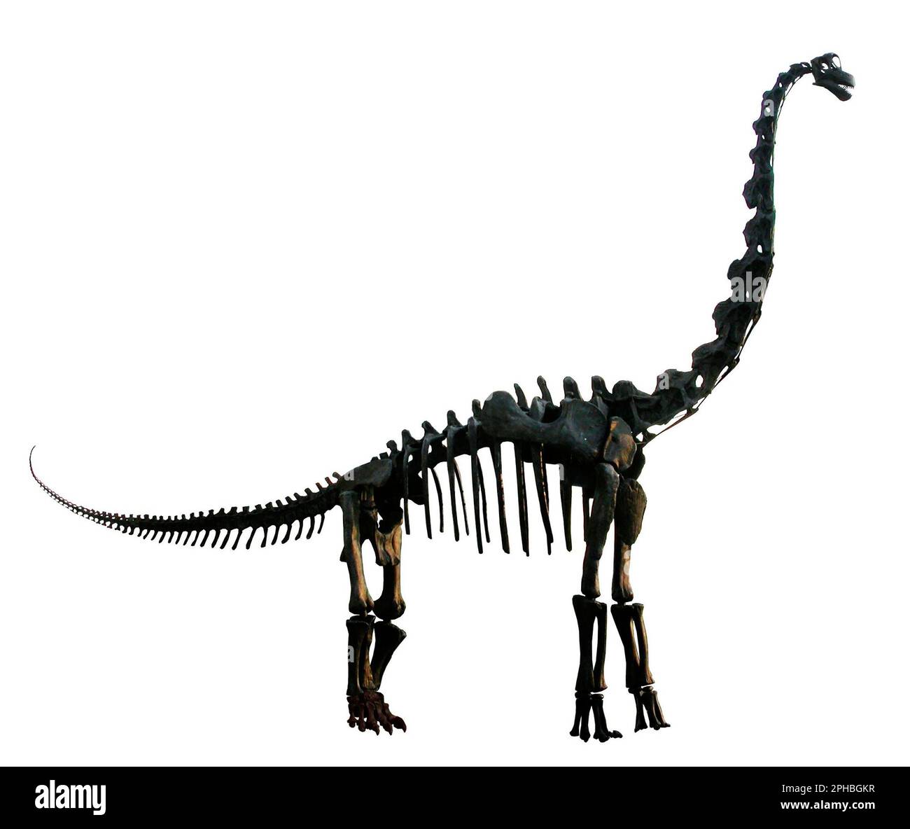 Brachiosaurus skeleton, Field Museum, Chicago. Stock Photo