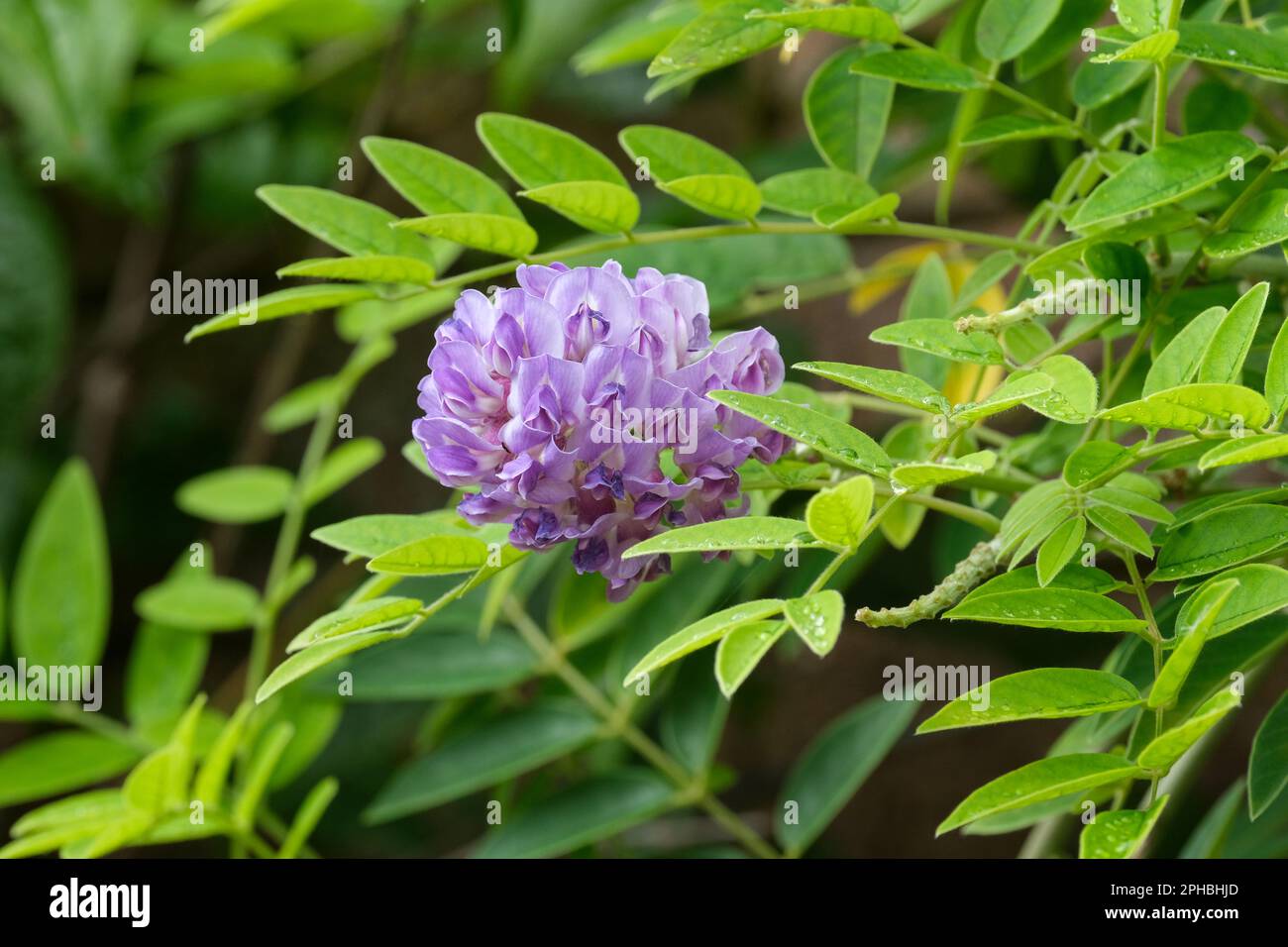 Wisteria frutescens Longwood Purple, Perennial, rich purple racemes of pea-like flowers, Stock Photo