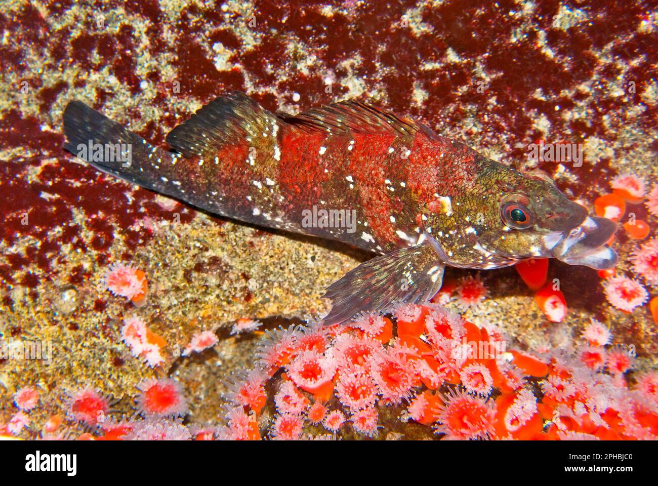 Red fish hide on Coral camouflage Stock Photo Alamy