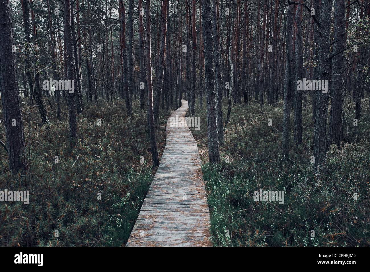 Empty footpath trees in park forest hi-res stock photography and images ...