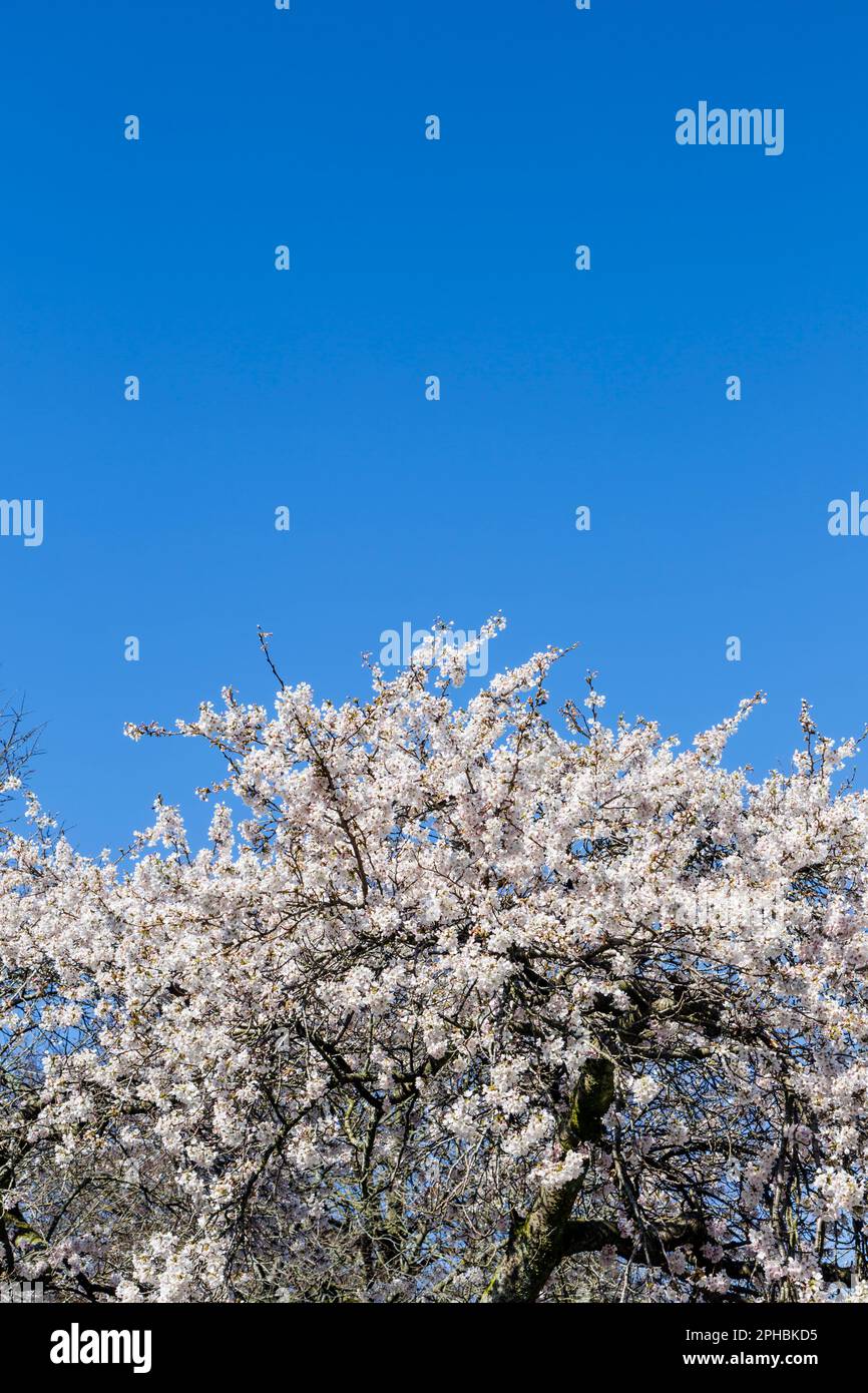White cherry blossom tree in bloom in springtime, Scotland, UK, Europe Stock Photo Alamy
