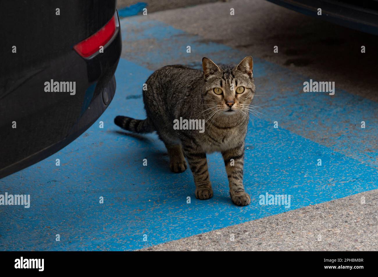 Cat. Stray cat passing between parked cars in the street of Madrid. in Spain. Cat looking at the camera. Photography. Stock Photo