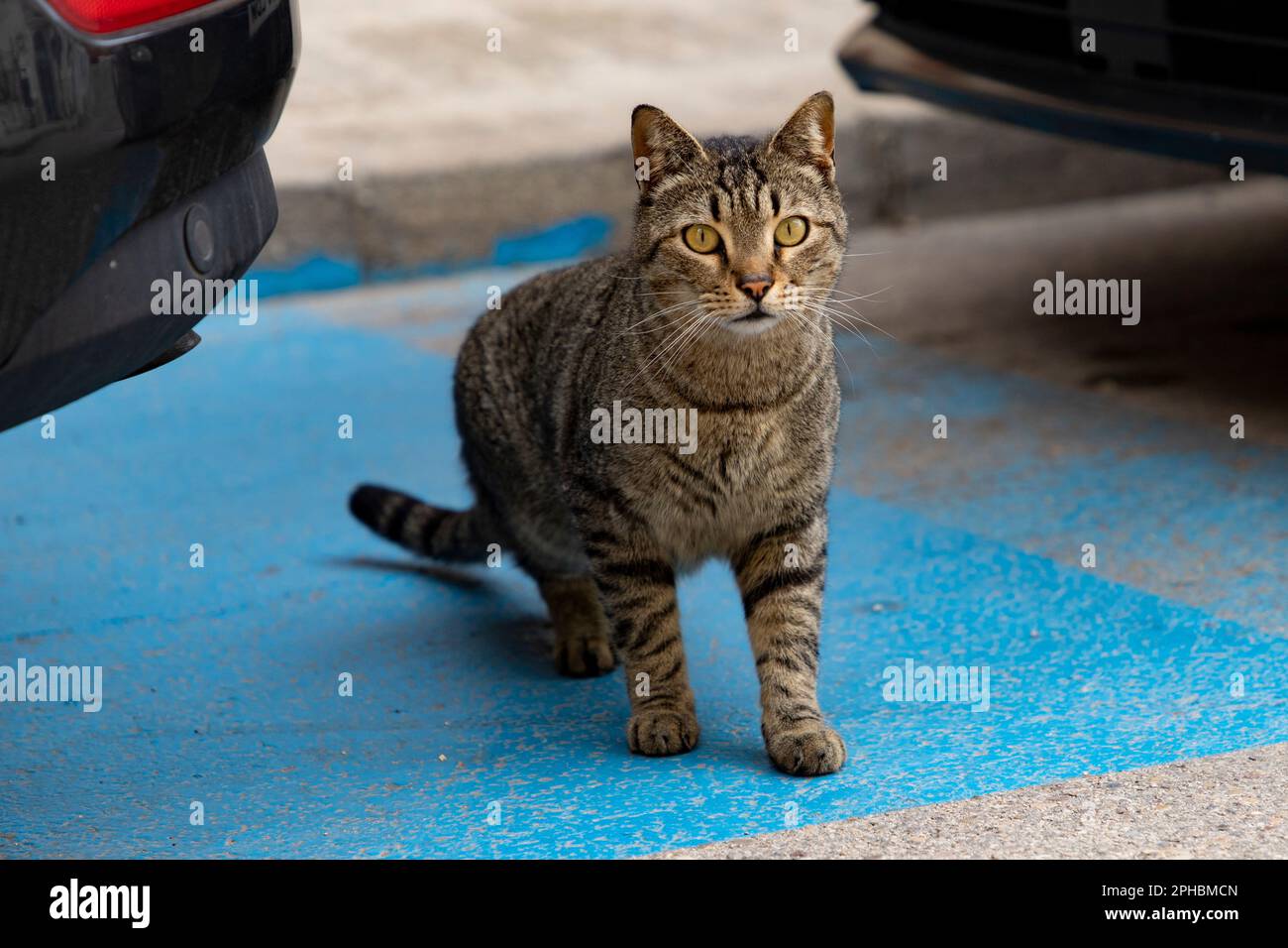 Cat. Stray cat passing between parked cars in the street of Madrid. in Spain. Cat looking at the camera. Photography. Stock Photo