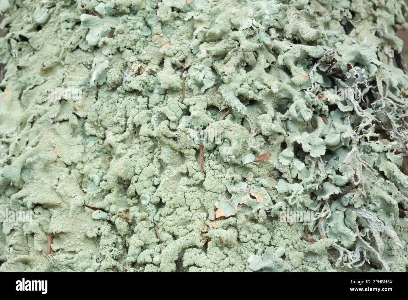 green lichen Stock Photo