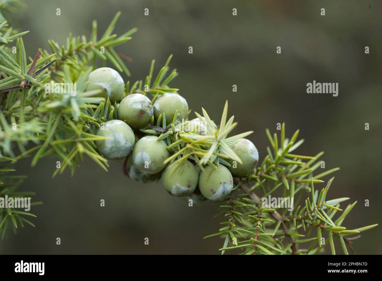 Bacche di Ginepro fenicio (Juniperus phoenicea) Platamona, Sassari, sardegna, Italia. Juniperus communis with green berries Stock Photo