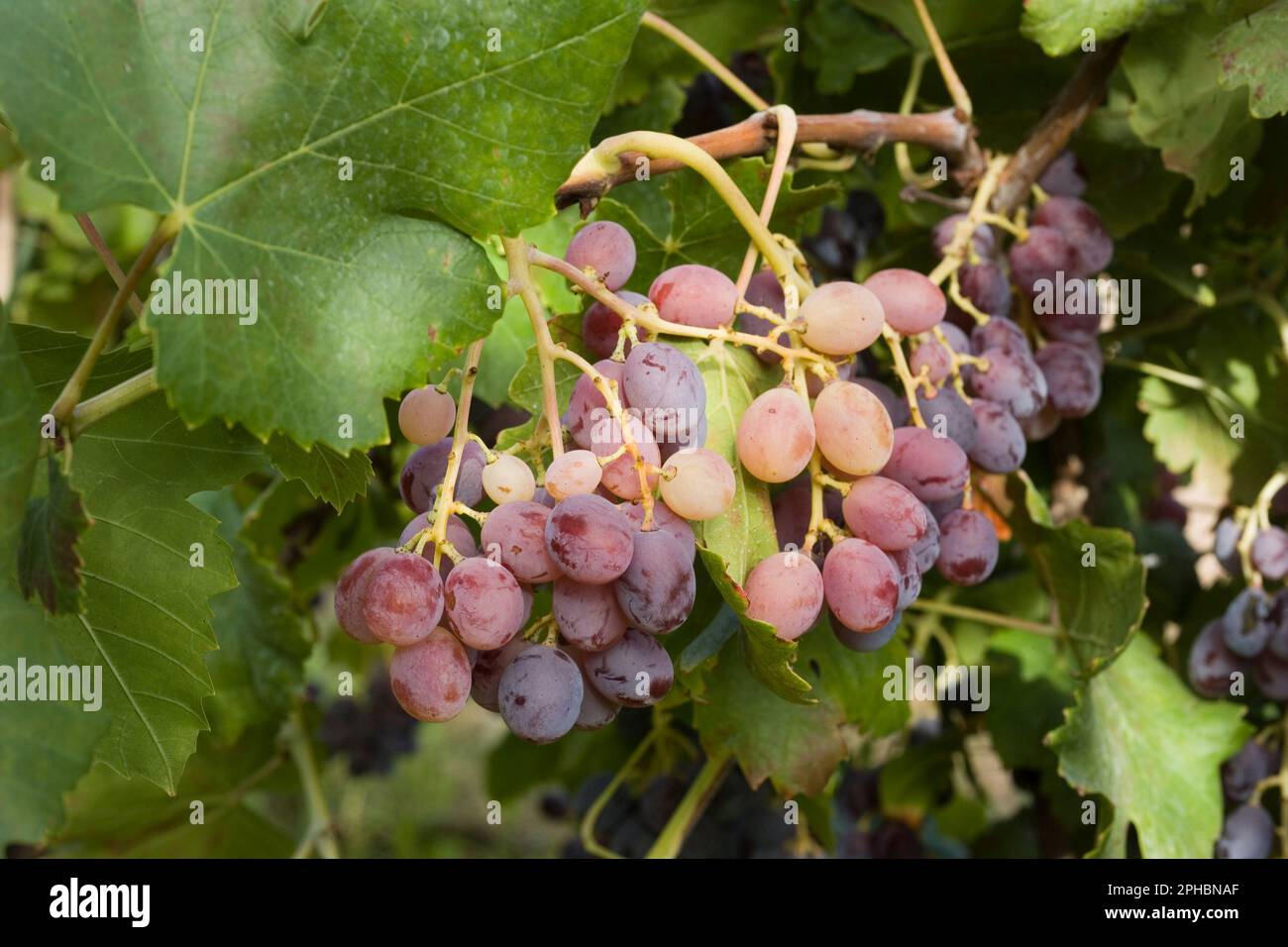 closeup of bunch of grapes in grape farm grappolo d'uva e foglie di vite Stock Photo