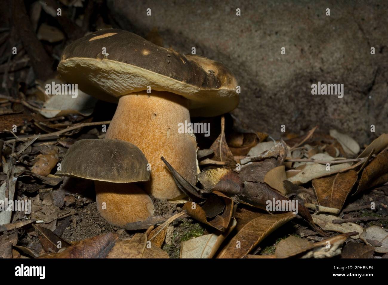 Porcino nero o bronzino. Boletus aereus. Mushroom. champignon (bolet