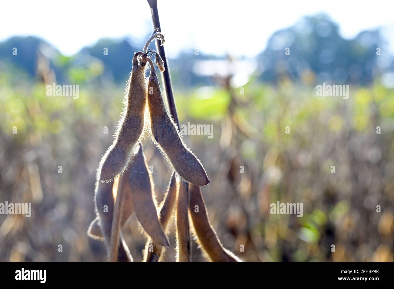 SERBIA, region Vojvodina, Novi Sad, agricultural research institut NS Seme, soybean farming, trial field / SERBIEN, Region Vojvodina, Novisad, Agrarforschungsinstitut NS Seme, Soja Anbau, Versuchsfelder Stock Photo