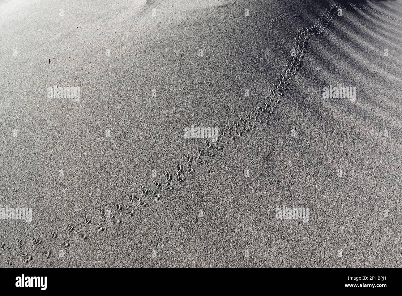 animal footprints on Dunes behind La Cinta beach. St. Theodore. Nuoro, Sardinia. Italy Stock Photo