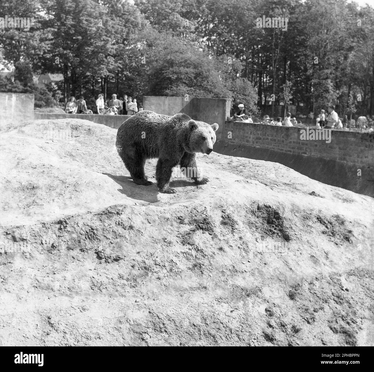 Hulu bj and the bear