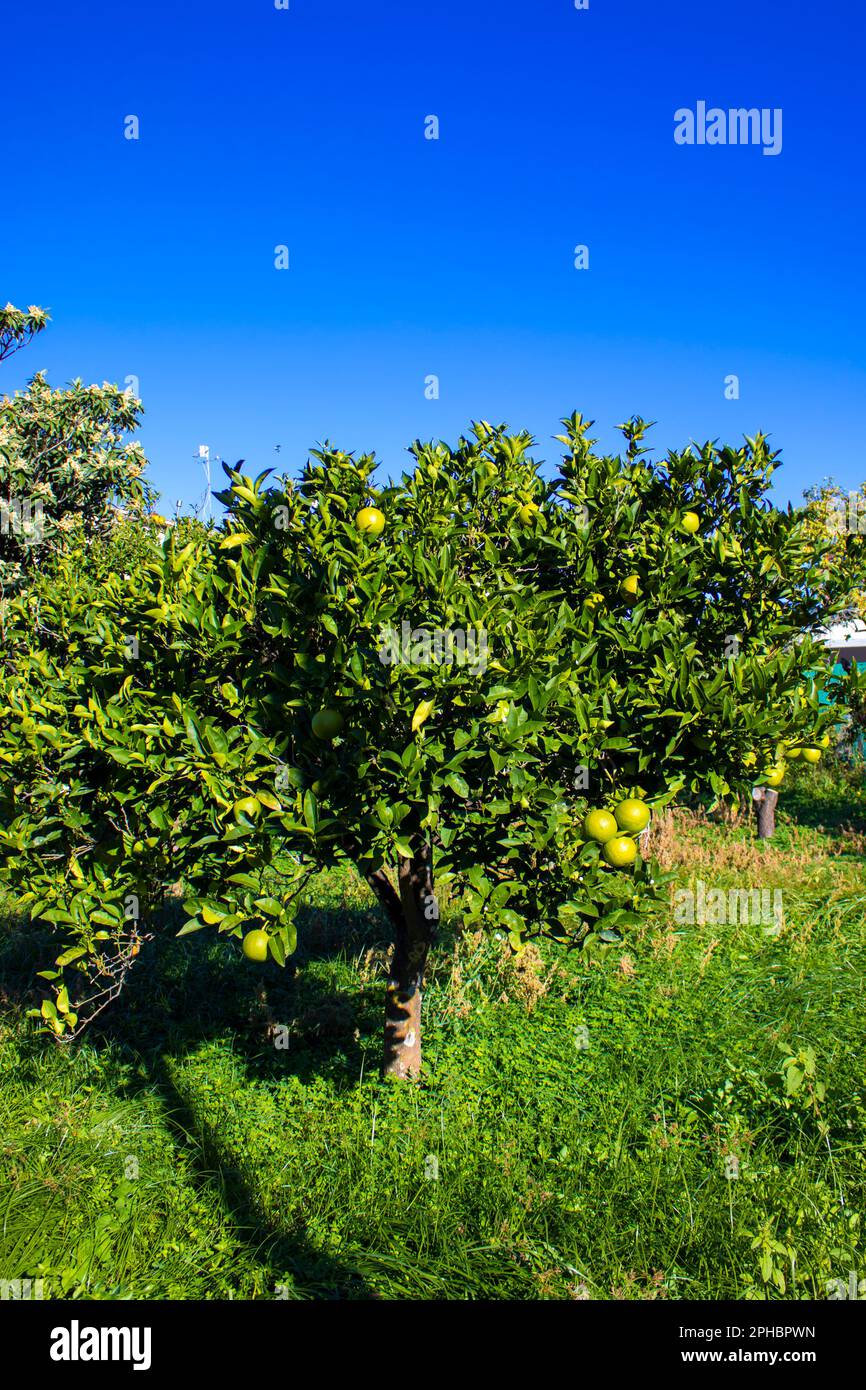 Lemons on the Trees. Blossoming Citrus Trees with Fruits. Citrus Garden
