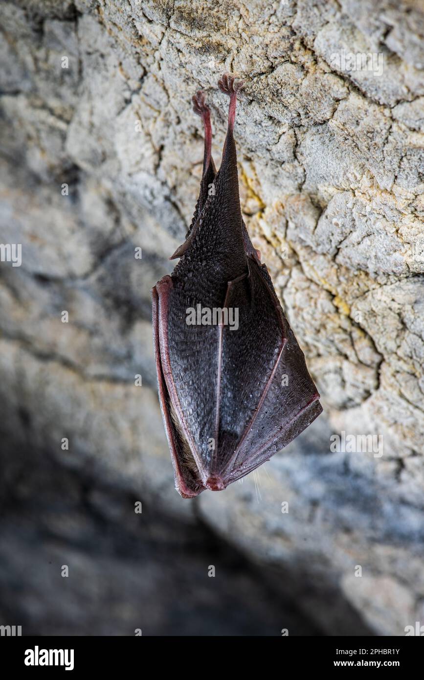 Close up sleeping horseshoe bat (Rhinolophus hipposideros) hanging