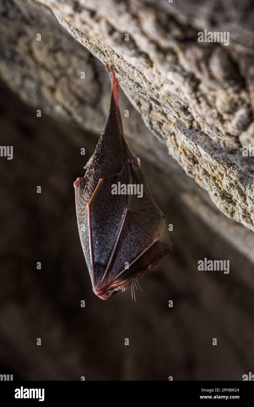 Close up sleeping horseshoe bat (Rhinolophus hipposideros) hanging