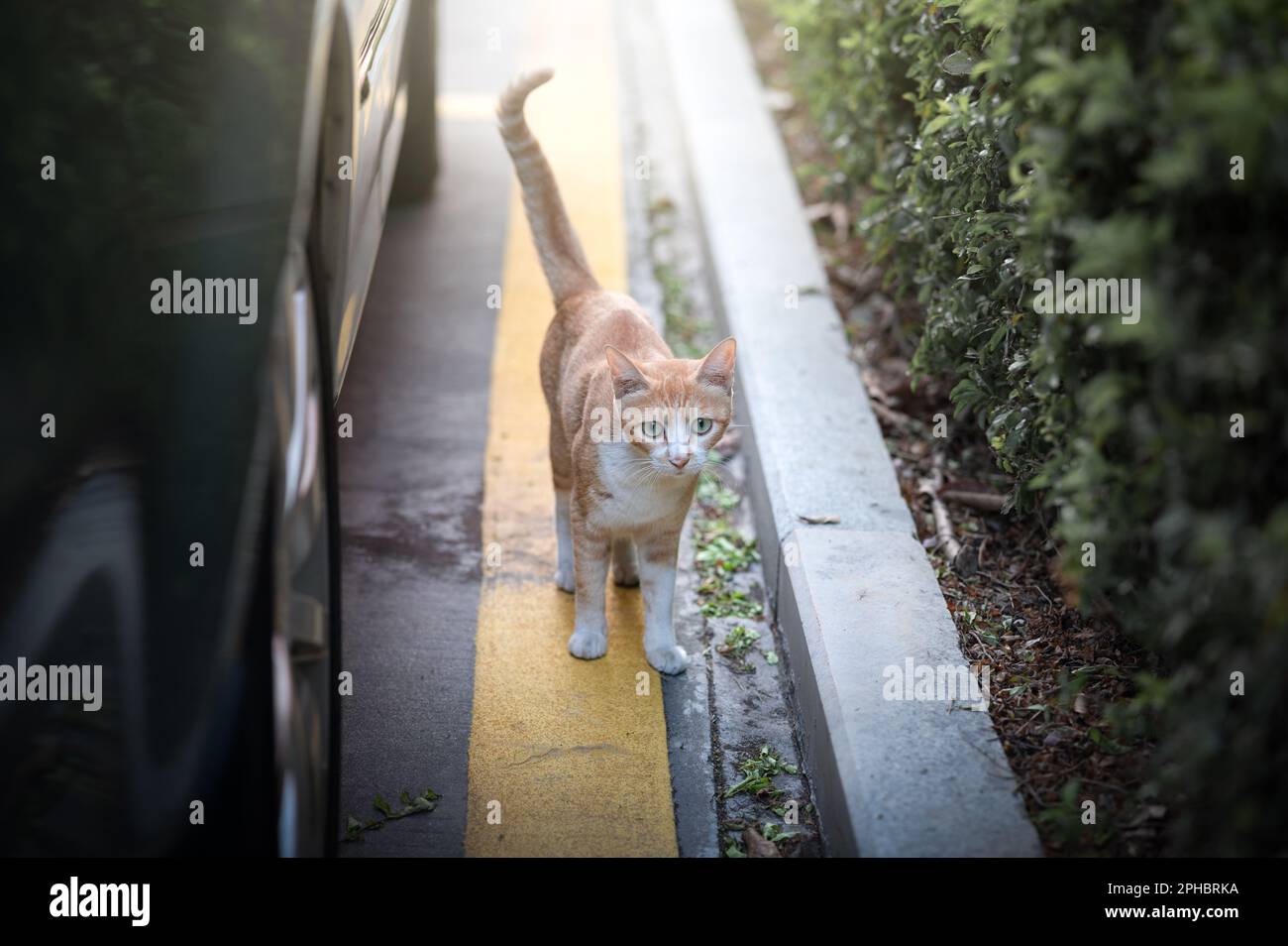 A cat leisurely walking away from a car parked on the side of the