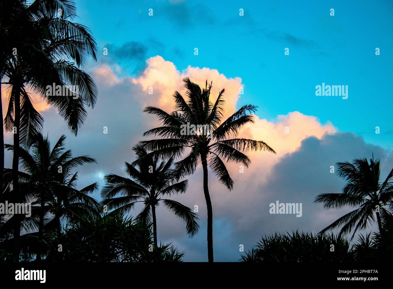 Hawaiian palm tree hi-res stock photography and images - Alamy