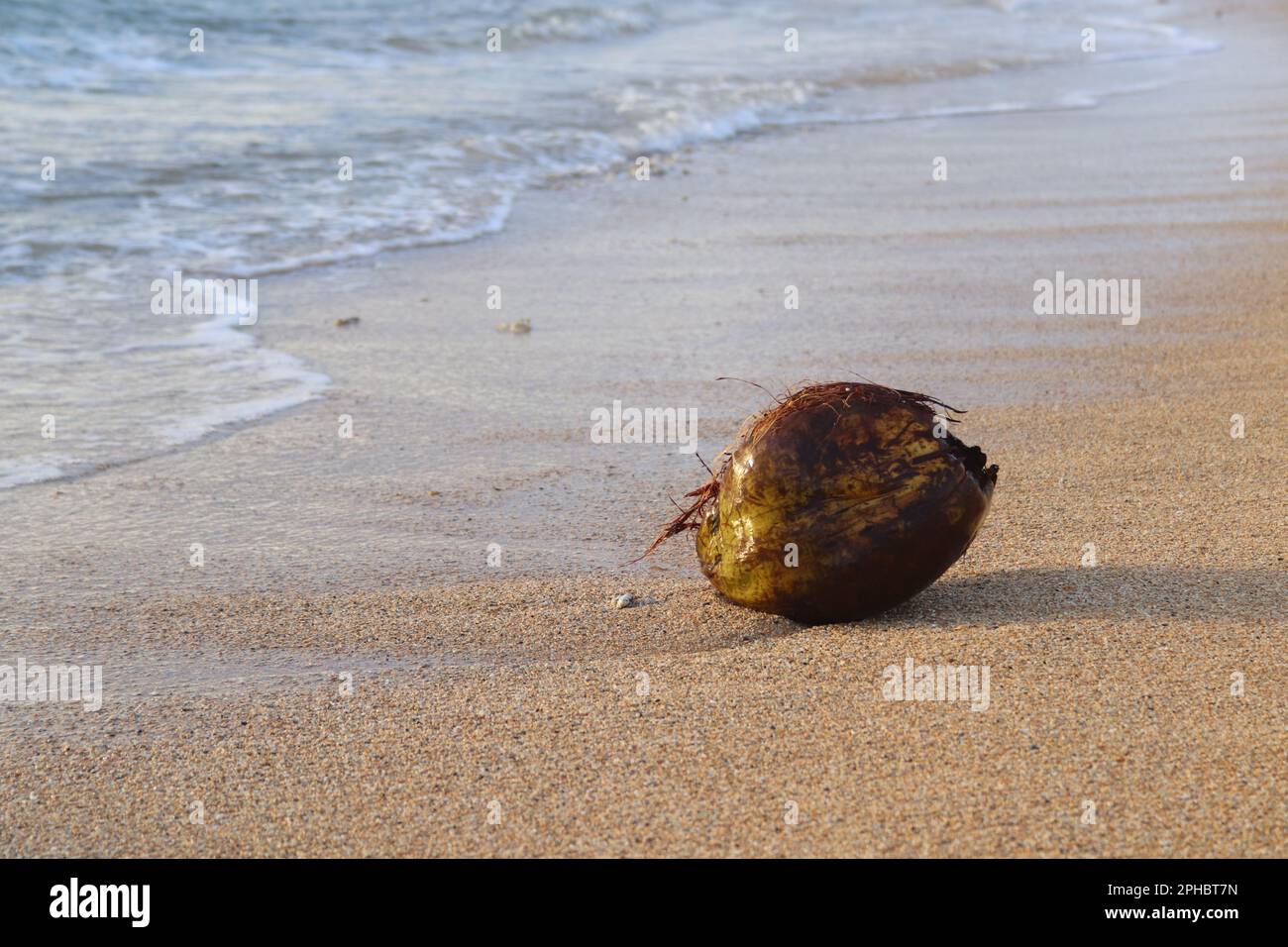 old coconut washed up on the beach Stock Photo Alamy