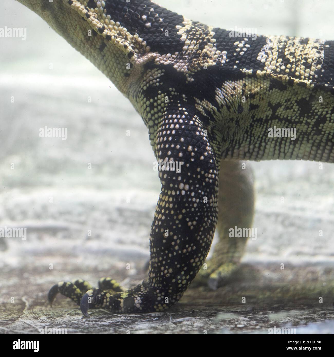 A textured crocodile skin lays underwater Stock Photo