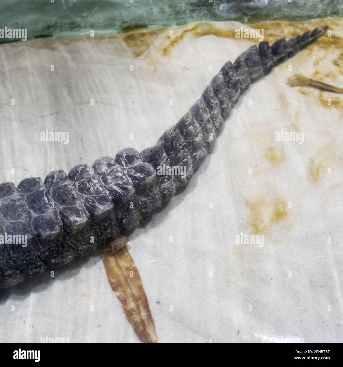 A detail of a dwarf crocodile's tail as it rests at the biopark Stock Photo